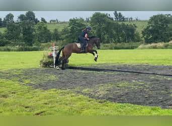 Connemara, Mare, 5 years, 14,2 hh, Bay
