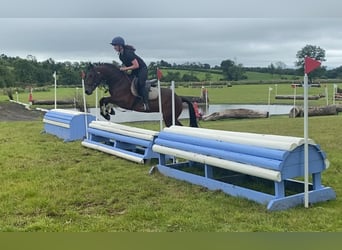 Connemara, Mare, 5 years, 14,2 hh, Bay