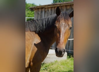 Connemara Mix, Mare, 5 years, 14,2 hh, Brown