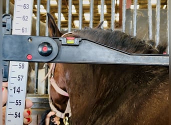 Connemara, Mare, 5 years, 14,2 hh, Brown