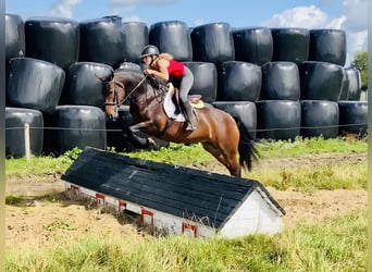 Connemara, Mare, 5 years, 14,2 hh, Brown