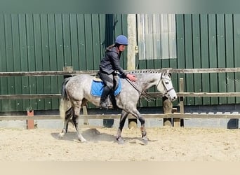 Connemara, Mare, 5 years, 14,2 hh, Gray-Dapple
