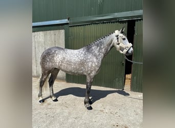 Connemara, Mare, 5 years, 14,2 hh, Gray-Dapple