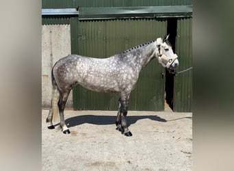 Connemara, Mare, 5 years, 14,2 hh, Gray-Dapple