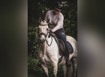 Connemara, Mare, 5 years, 14,2 hh, Gray-Dark-Tan