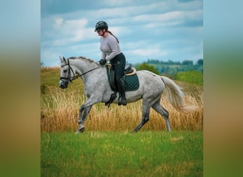 Connemara, Mare, 5 years, 14,2 hh, Gray-Dark-Tan