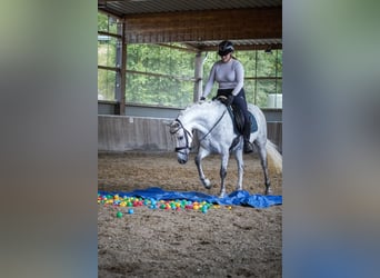 Connemara, Mare, 5 years, 14,2 hh, Gray-Dark-Tan