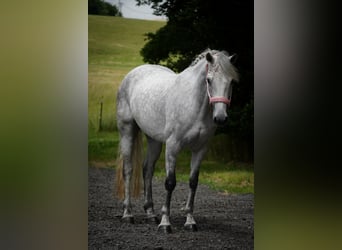 Connemara, Mare, 5 years, 14,2 hh, Gray-Dark-Tan