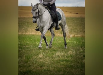 Connemara, Mare, 5 years, 14,2 hh, Gray-Dark-Tan