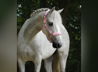 Connemara, Mare, 5 years, 14,2 hh, Gray-Dark-Tan