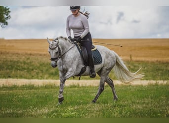 Connemara, Mare, 5 years, 14,2 hh, Gray-Dark-Tan