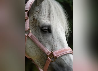 Connemara, Mare, 5 years, 14,2 hh, Gray-Dark-Tan