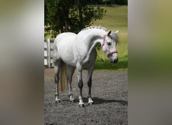Connemara, Mare, 5 years, 14,2 hh, Gray-Dark-Tan