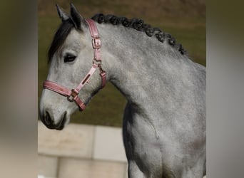 Connemara Mix, Mare, 5 years, 14,2 hh, Grey-Dark-Tan