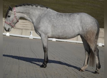 Connemara Mix, Mare, 5 years, 14,2 hh, Grey-Dark-Tan
