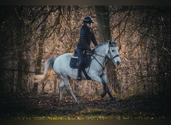 Connemara Mix, Mare, 5 years, 14,2 hh, Grey-Dark-Tan
