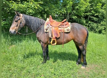 Connemara, Mare, 5 years, 14,2 hh