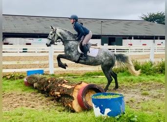 Connemara, Mare, 5 years, 14,3 hh, Gray-Dapple