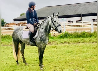 Connemara, Mare, 5 years, 14,3 hh, Gray-Dapple