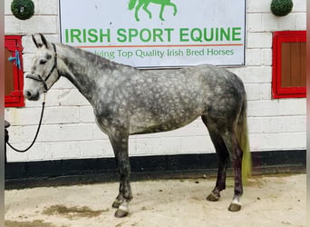 Connemara, Mare, 5 years, 14,3 hh, Gray-Dapple