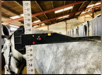 Connemara, Mare, 5 years, 14,3 hh, Gray-Dapple