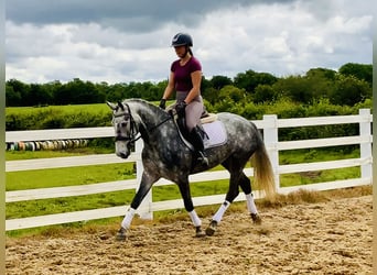 Connemara, Mare, 5 years, 14,3 hh, Gray-Dapple