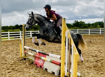 Connemara, Mare, 5 years, 14,3 hh, Gray-Dapple
