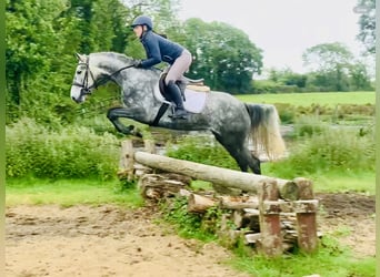 Connemara, Mare, 5 years, 14,3 hh, Gray-Dapple