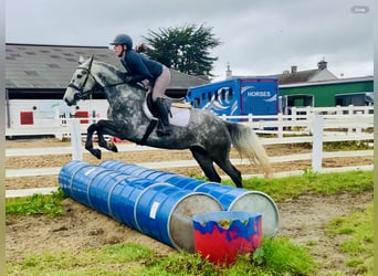 Connemara, Mare, 5 years, 14,3 hh, Gray-Dapple