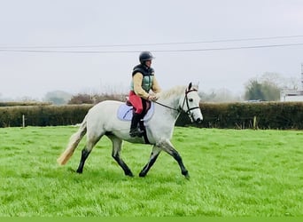 Connemara, Mare, 5 years, 14,3 hh, Grey