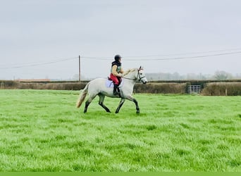 Connemara, Mare, 5 years, 14,3 hh, Grey