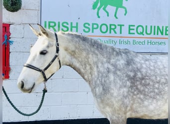 Connemara, Mare, 5 years, 15,1 hh, Gray-Dapple