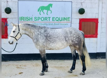 Connemara, Mare, 5 years, 15,1 hh, Gray-Dapple