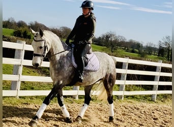 Connemara, Mare, 5 years, 15,1 hh, Gray-Dapple