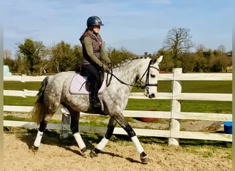 Connemara, Mare, 5 years, 15,1 hh, Gray-Dapple