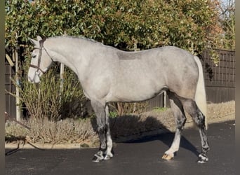 Connemara, Mare, 5 years, 15.1 hh, Grey