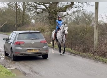 Connemara, Mare, 5 years, 15.1 hh, Grey