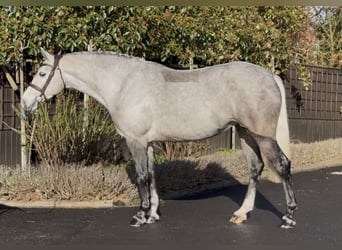Connemara, Mare, 5 years, 15.1 hh, Grey