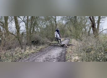 Connemara, Mare, 5 years, 15.1 hh, Grey