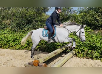 Connemara, Mare, 5 years, 15.1 hh, White