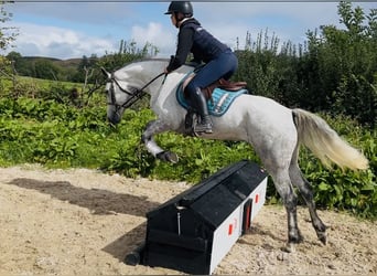 Connemara, Mare, 5 years, 15.1 hh, White