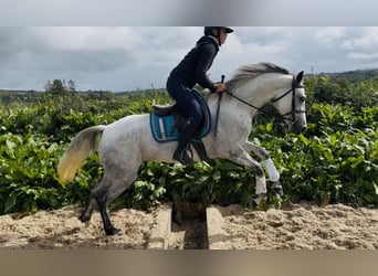 Connemara, Mare, 5 years, 15.1 hh, White
