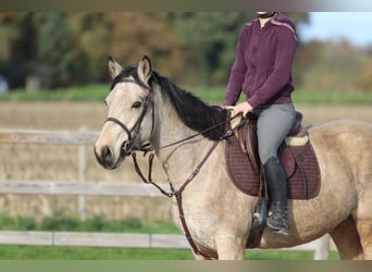 Connemara, Mare, 5 years, 15 hh, Dun