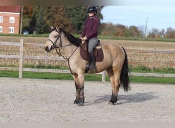 Connemara, Mare, 5 years, 15 hh, Dun