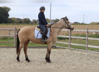 Connemara, Mare, 5 years, 15 hh, Dun