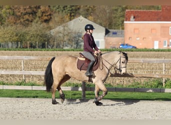 Connemara, Mare, 5 years, 15 hh, Dun