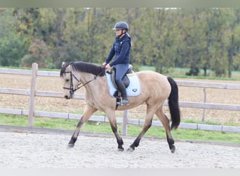 Connemara, Mare, 5 years, 15 hh, Dun