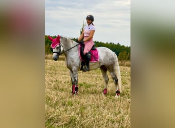 Connemara, Mare, 5 years, 15 hh, Gray-Blue-Tan