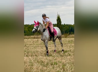 Connemara, Mare, 5 years, 15 hh, Gray-Blue-Tan