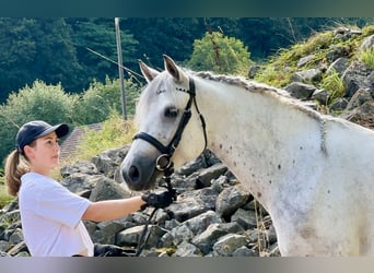 Connemara, Mare, 5 years, 15 hh, Gray-Blue-Tan